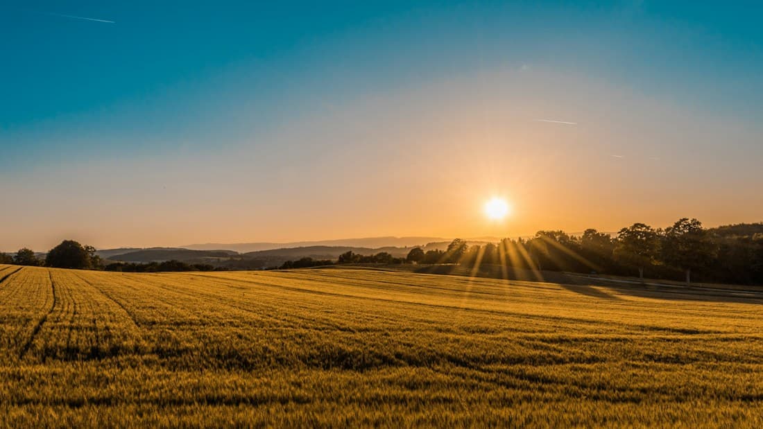 A sunlit local farm, where good things grow close to home